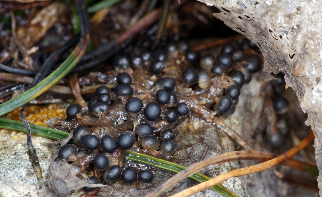 Sconosciuto myxo nivicolous da Olympos